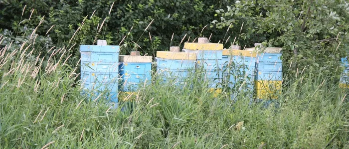Pure Raw Rapeseed Honey Unpasteurised Natural Directly from The Hive 1 kg | Unfiltered Unheated Flavor 3: Rapeseed - raw honey