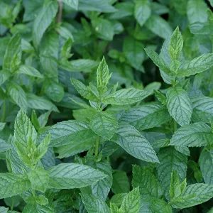 Absolute Aromas Peppermint English Essential Oil 30ml - 100% Pure Natural Undiluted Vegan and Cruelty-Free - for use in Diffusers and Aromatherapy Blends (30ml) - peppermint leaves