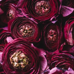 Baylis & Harding Boudoire Rose Luxury Bathing Treats Gift Set - Vegan Friendly Rose Bathing Treats - Lifestyle Image