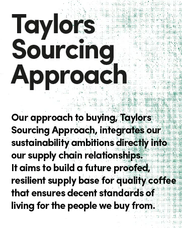 Taylors of Harrogate Assorted Green Teas and Fruit Infusions Selection Gift Box 96 g (48 Tea Bags in Total) Assorted Green Teas & Fruit Infusion - Taylors sourcing approach