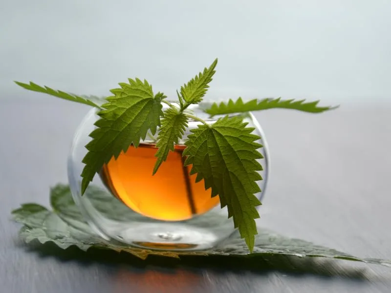 Nettle Infusion (1kg 2.2lb) Nettle Tea Nettle Leaves 100% Natural and Pure Herbal Tea Cut Natural Nettle 1 KG (2.2lb) - Nettle tea - Alpi Nature