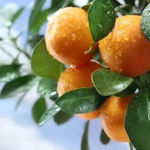 Absolute Aromas Expecting Epsom Salt 575g - Magnesium Sulphate Infused with 100% Pure Neroli Petitgrain and Tangerine Essential Oils Expecting 575g - Tangerines
