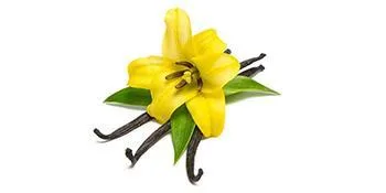 MAYJAM Vanilla Essential Oil 100ML Vanilla Oil for Diffuser Humidifier DIY Home Wardrobes Vanilla 100 ml (Pack of 1) - Vanilla Planifolia
