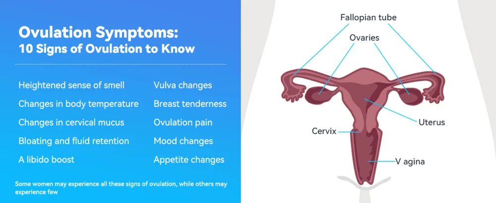 Wondfo Ovulation Tests Strips 50 LH Ovulation Test Strips Fertility Predictor Testing OPK for Trying to Conceive - product information 19