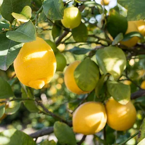 Absolute Aromas Daybreak Aroma-Roll Roller Ball - Contains 100% Pure Natural Lemon Orange and Ylang Ylang Essential Oil - Lemon trees with Lemon growing
