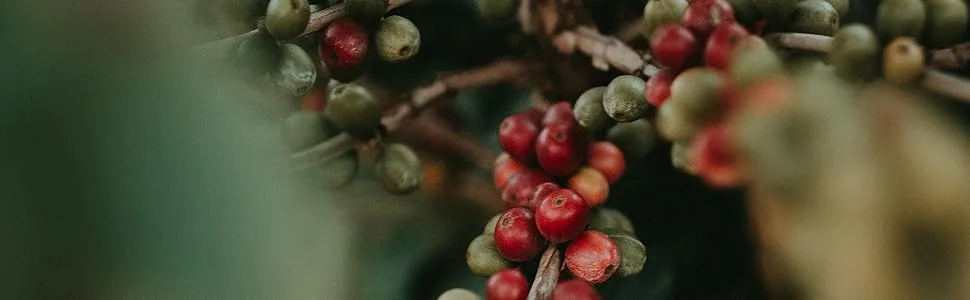 Sumatra Mandheling Coffee Beans. Medium Roast Whole Coffee Beans Single Origin. 500g Sumatra Mandheling 500g - coffee beans plant