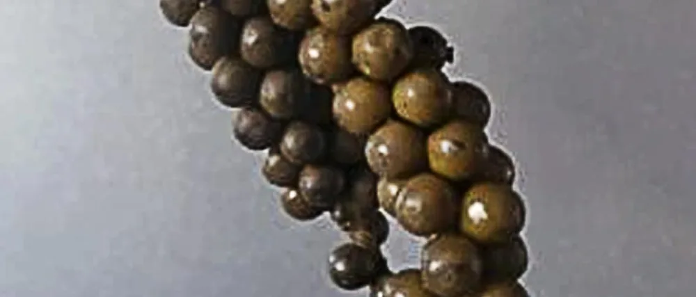 Ausha Green Peppercorns in Brine - green peppercorns