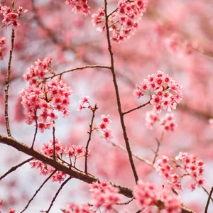 Baylis & Harding Boudiore Cherry Blossom Luxury Pamper Tin Gift Set (Pack of 1) - Vegan Friendly Cherry Blossom Pamper Tin - Lifestyle Image