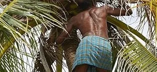 Sevenhills Wholefoods Spinach Powder (Dehydrated) 400g - man picking coconuts from tree