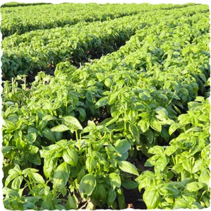 Schwartz Basil 10g - The right place to grow herbs & spices