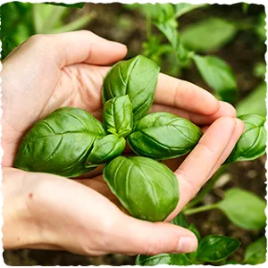 Schwartz Basil 10g - We try harder for the best flavour