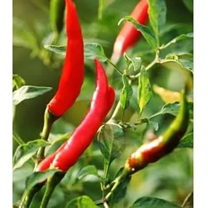 Flying Goose Hoi Sin Sauce 455 ml 1 - product information 5