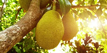 Tropical Sun Young Green Jackfruit in Brine 560g - Young Green Jackfruit growing on a tree