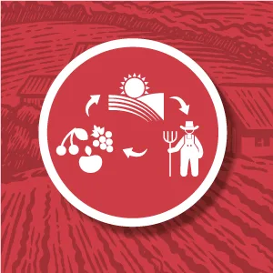 Biopocket Organic Soft & Dried Strawberries 375 g Dried Strawberries 375 g (Pack of 1) - biopocket, organic strawberries, dried strawberries, strawberries, dry strawberries, urban fruit