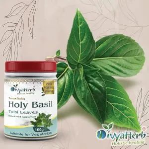 Holy Basil (Tulsi) Powder - Holy Basil Tulsi Powder