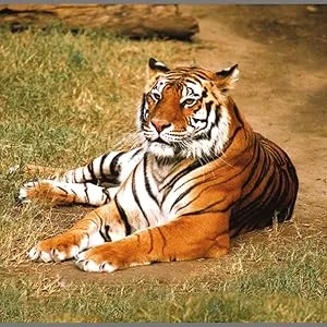 Brainstorm Toys Animal Torch and Projector - Tiger