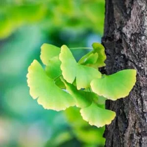 Soria Natural Ginkgo Biloba Natural Extract 50ml 50 ml (Pack of 1) - product information 4