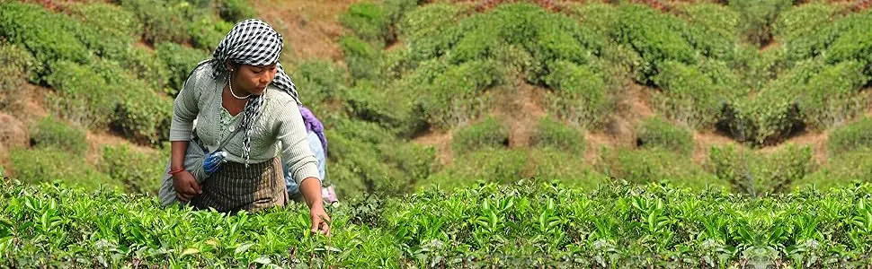 Tea People Organic Luxury Rooibos - 250g Refill Pack Rooibos 250 g (Pack of 1) - Tea picker