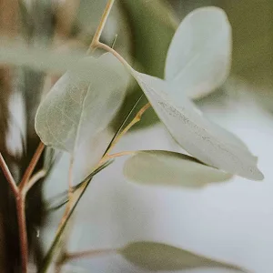 Absolute Aromas Breatheasy Essential Oil Blend 10ml - Pure Natural Undiluted - for Aromatherapy and Diffusers - Breatheasy inhalation essential oil blend with eucalyptus tea tree peppermint diffuse burn