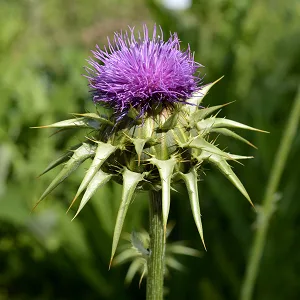 Scottish Fine Soaps Thistle & Black Pepper Aftershave Balm 75 ml - Thistle & Black Pepper