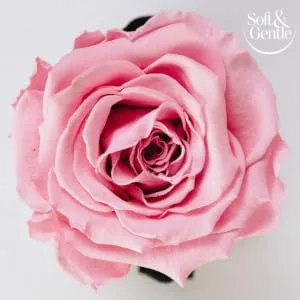 Soft & Gentle Fresh Blossom Anti-Perspirant Roll On Deodorant 50ml Fresh Blossom 50.00 ml (Pack of 1) 1 - Fresh Blossom Flower Image