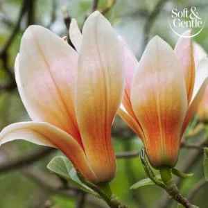 Soft & Gentle Magnolia Hug Anti-Perspirant Roll On Deodorant 50ml Magnolia Hug 50.00 ml (Pack of 1) 1 - Magnolia Hug Image