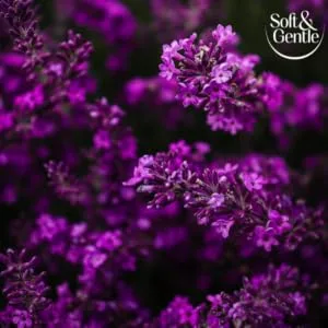 Soft & Gentle Orchid Desire Anti-Perspirant Roll On Deodorant 50ml Orchid Desire 50.00 ml (Pack of 1) 1 - Orchid Image