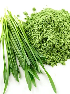 MySuperfoods Organic Wheatgrass Powder 500g High Chlorophyll Content 500 g (Pack of 1) - High Chlorophyll Content