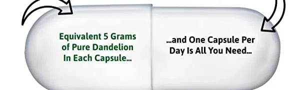 Dandelion Root Extract Capsules 500 mg 120 Capsules - dandelion root one capsule is all you need