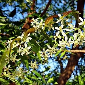100ml Neem Oil - Premium 100% Pure Multi-Use Oil for Garden - Plants - Home & More - Neem Tree