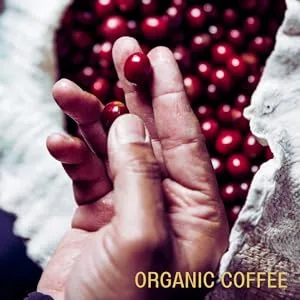 Sumatra Single Origin Organic Coffee | 100 Nespresso Compatible Pods | Dark Roast | Organic Espresso Sumatra 100 Count (Pack of 1) - organic coffee pods real coffee