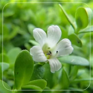 H&C Brahmi (Bacopa monnieri) Capsules - 900mg per Serving 120 Capsules | for Rejuvenative for The Brain & Nervous System 120 Count (Pack of 1) - SPN-FOR1