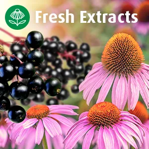 A.Vogel Echinaforce Hot Drink | Cold & Flu Echinacea Concentrate for Oral Solution with Elderberry | For the Relief of Cold & Flu Symptoms | 100ml - Contains Elderberry and extracts of fresh Echinacea