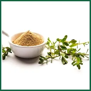 H&C Brahmi Powder (Bacopa Monnieri) - 227g | Rejuvenative for The Brain & Nervous System 227 g (Pack of 1) - H&C Brahmi Powder Bacopa Monnieri, 227 G (1/2 Lb) SPN-FOR1