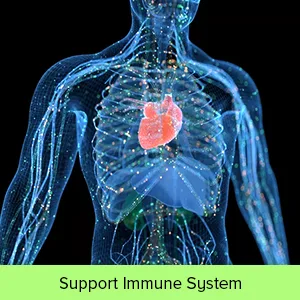 Quercetin & Bromelain Veg Capsules Bodygenix UK Immune Booster Swollen Joints (120) - support immune system