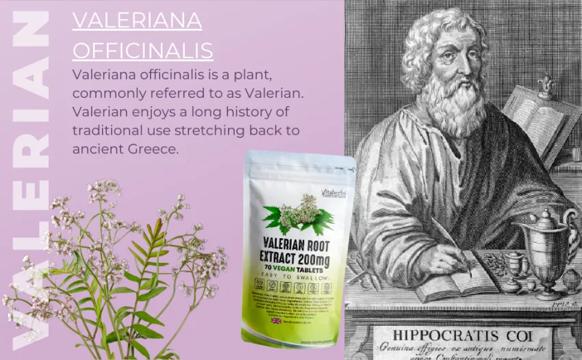 Vitaherbs Valerian Root 200mg - 70 Tablets | Valerian Root Tablets | Valeriana Officinalis Extract | Vegan Tablets | Premium Quality | Made in The UK - ancient-herb-valerian-extract-tablets-vitaherbs