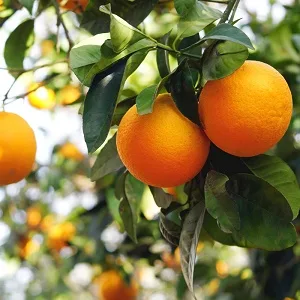 Absolute Aromas Refresh Aroma-Roll Roller Ball - Contains 100% Pure Natural Orange Spearmint BergamotEssential Oil - oranges growing on tree