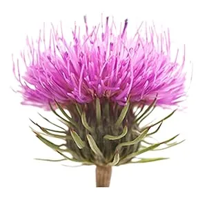 Saforelle Gentle Cleansing Care 500 ml 500 ml (Pack of 1) - burdock