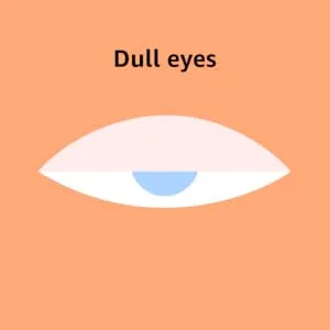 Vizulize Dry Eye Drops for Dry Irritated & Uncomfortable Eyes 3 x 10 ml Bottles - VIZULIZE