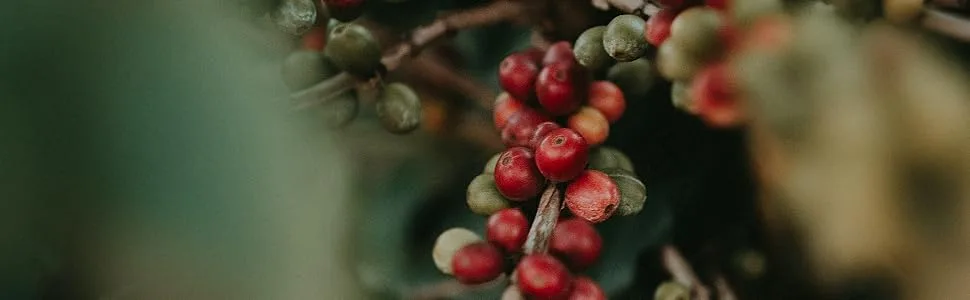 Colombian Excelso Ground Coffee. 100% Arabica Medium Roast Ground Coffee Single Origin. 500g Colombian Excelso 500g Ground 500.00 g (Pack of 1) - coffee beans plant