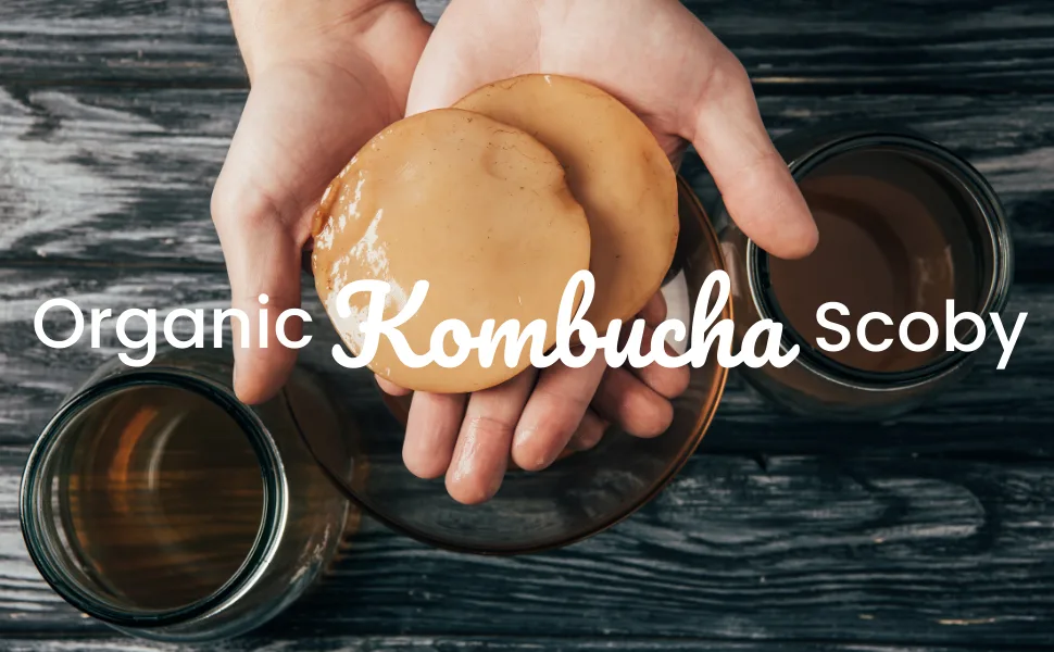Freshly Fermented Vegan & Organic Kombucha SCOBY (2 Litre Kombucha) - Kombucha scoby