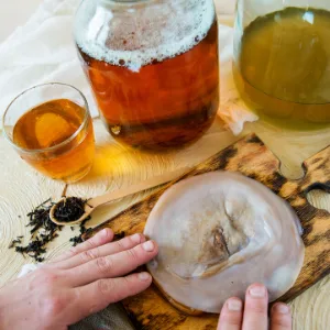 Freshly Fermented Vegan & Organic Kombucha SCOBY (2 Litre Kombucha) - Organic kombucha scoby