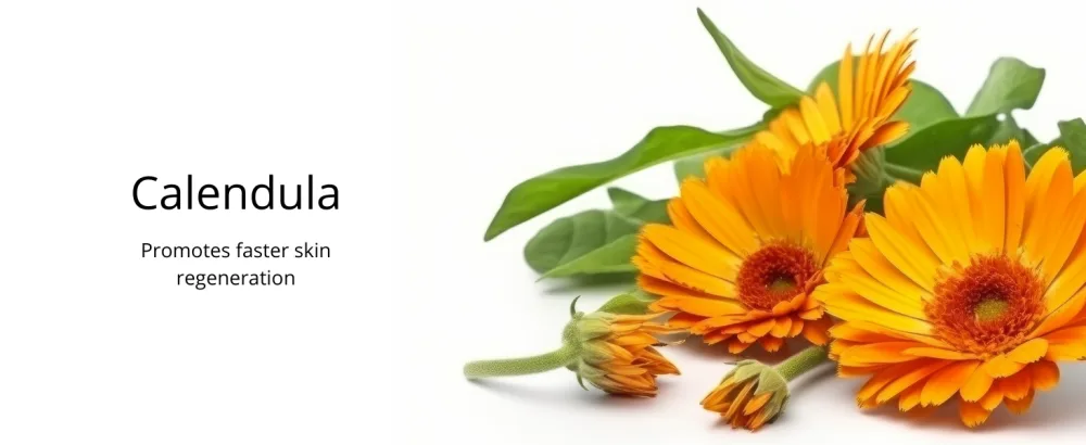 Absolei Calendula Ointment Natural Ointment for Burns Wounds and Cuts with Aloe Vera and St John's Wort 40 ml - burn treatment cut cream fast healing cream healing balm wound healing gel wound ointment