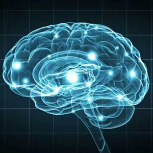 Genius Immunity Mushroom Booster & Nootropic Brain Supplement - 90 Capsules - product information 5