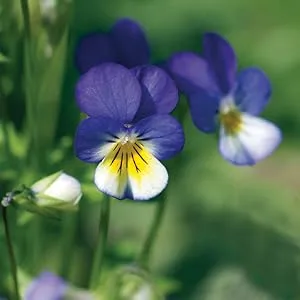 Weleda Skin Food Cream - 2.5 Ounce - Pansy