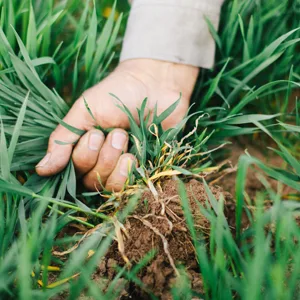Amazing Grass Organic Wheat Grass 1.8 lbs (800 g) - Deep Roots
