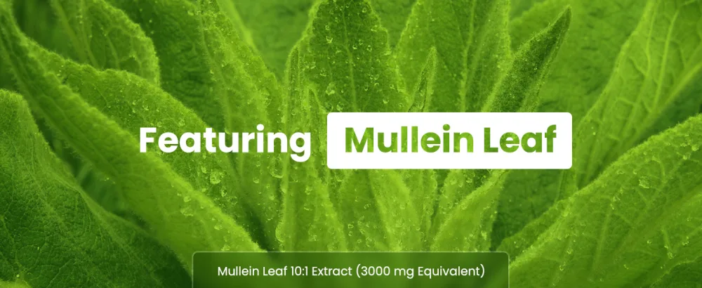 Lung Detox & Cleanse | Mullein Leaf Capsules | 15-In-1 Lung Health Formula for Respiratory, Immune & Mucus Support | 10:1 Mullein Leaf Extract (3000mg Equivalent) | Vegan Lung Support Supplement - Mullein leaf extract for lung cleanse
