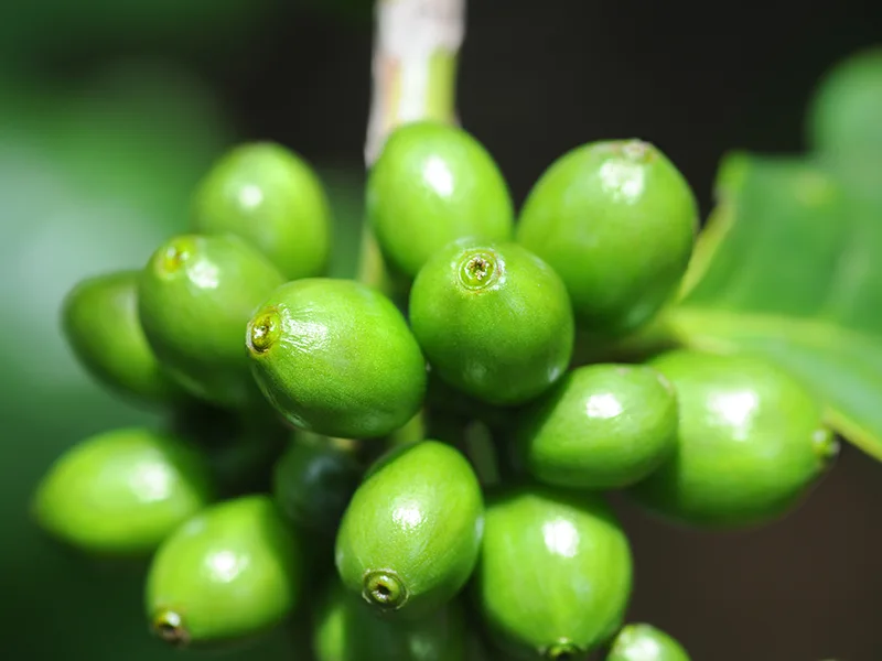Purely Inspired Green Coffee+ 100 Easy-to-Swallow Veggie Tablets - POWERFUL FORMULA