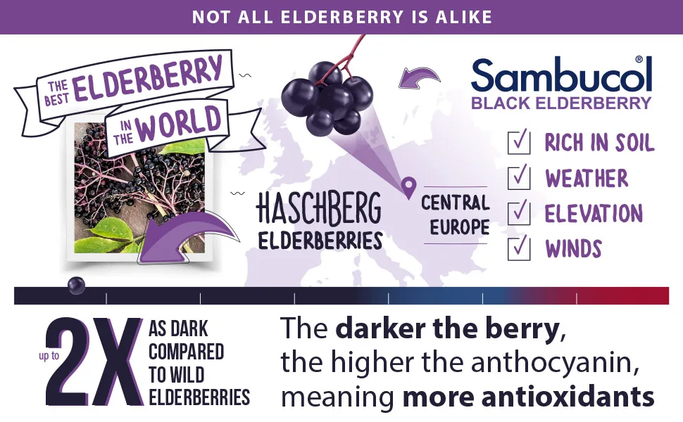 Sambucol Black Elderberry Syrup Original Formula 7.8 fl oz (230 ml) - Sambucol Black Elderberry Original Formula 7.8 Fluid Ounce