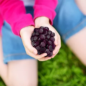 Sambucol Sambucol Black Elderberry 30 Gummies - Sambucol Black Elderberry Gummies 30 ct